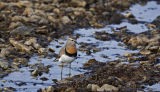 Rufous-chested Dotterel 